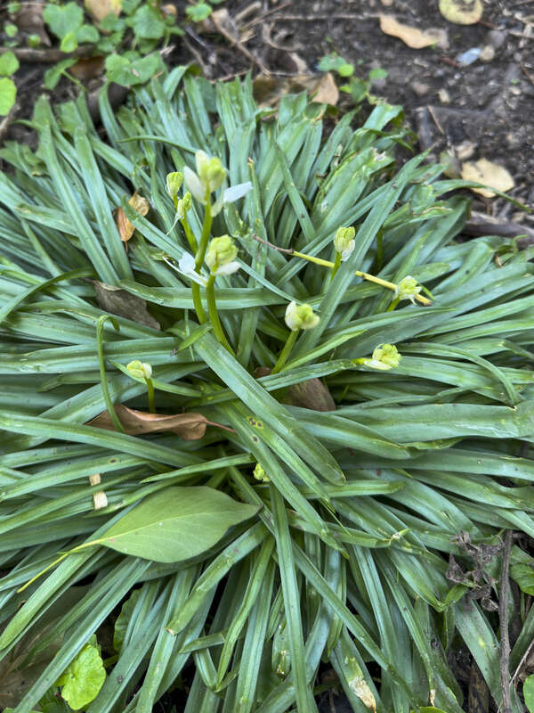 Bluebell_2