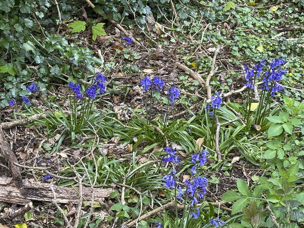Bluebell_3